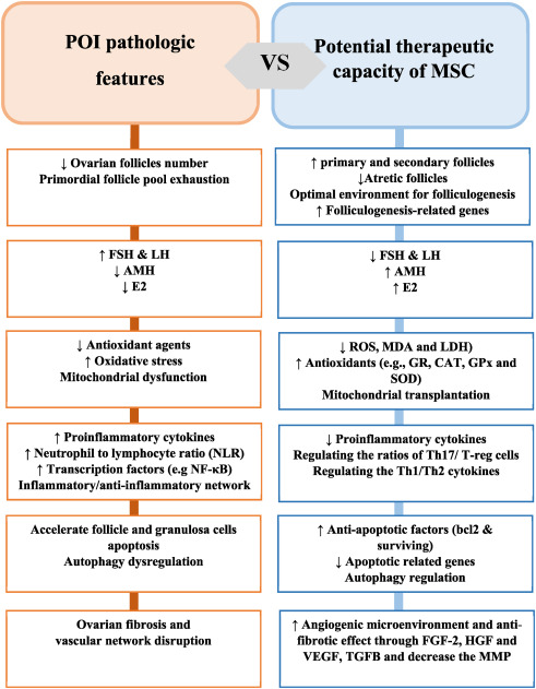 圖2：間充質(zhì)干細(xì)胞治療卵巢早衰的機(jī)制與卵巢早衰的病理機(jī)制