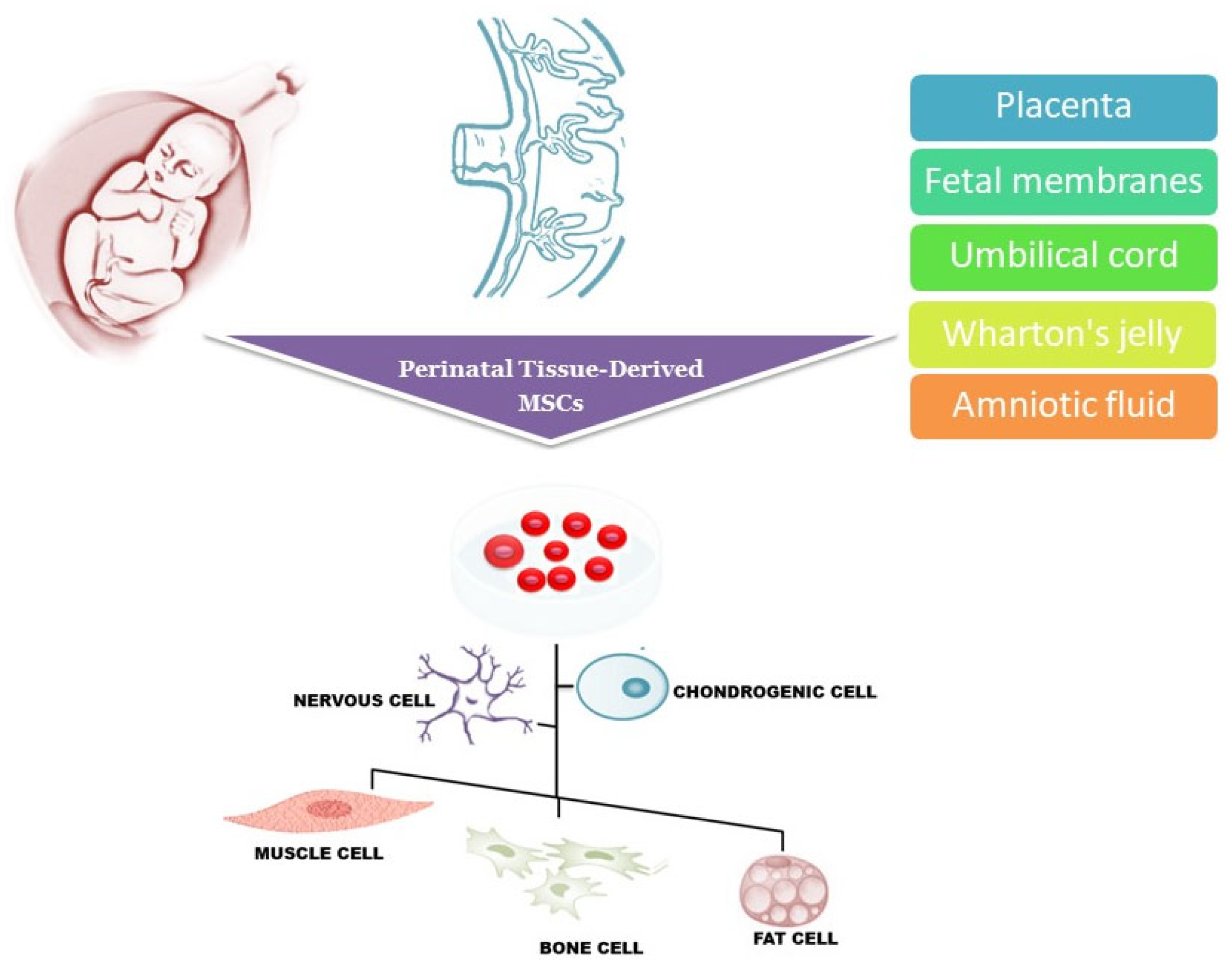 圖1：圍產(chǎn)期組織來源的干細(xì)胞可以從胎盤、胎膜、臍帶、沃頓膠和羊水中分離出來，可以分化成多種細(xì)胞譜系，包括肌肉細(xì)胞、神經(jīng)細(xì)胞、軟骨細(xì)胞、骨細(xì)胞和脂肪細(xì)胞。