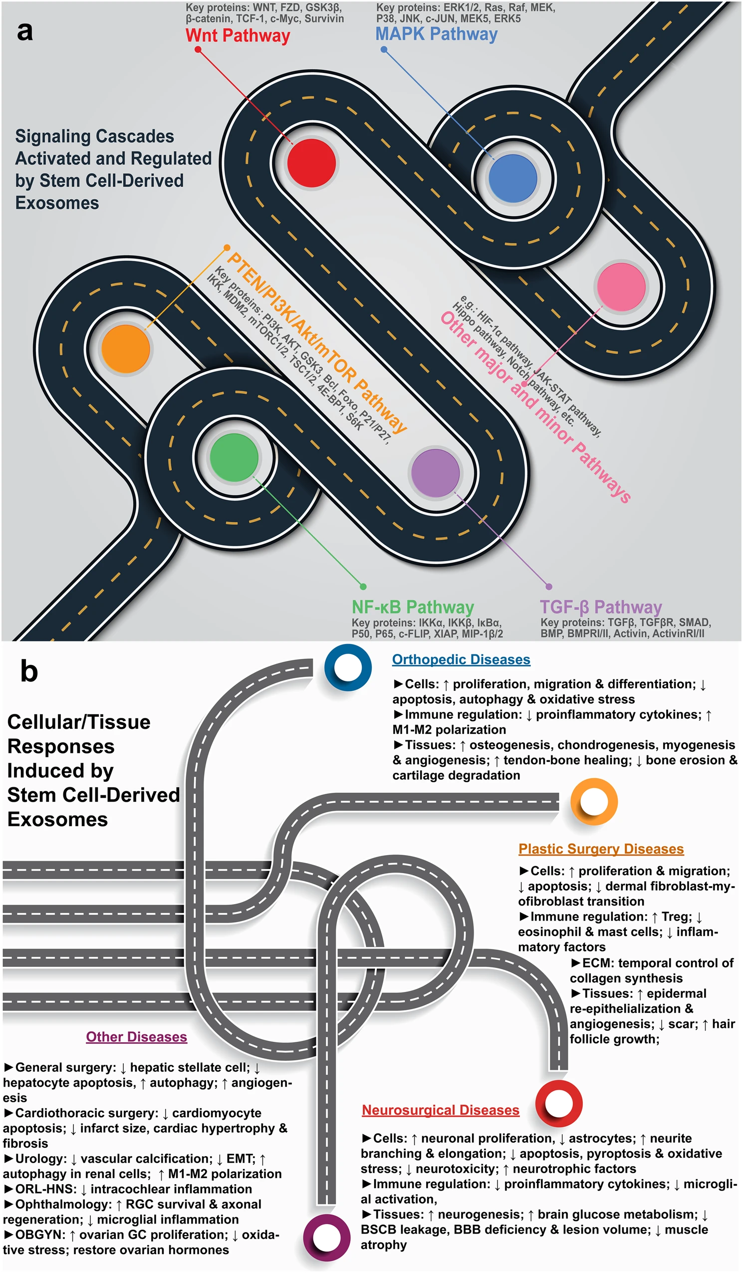 圖1：干細(xì)胞源性外泌體療法的機(jī)制。a各種信號通路的激活和調(diào)節(jié)。b疾病特異性細(xì)胞和組織反應(yīng)。