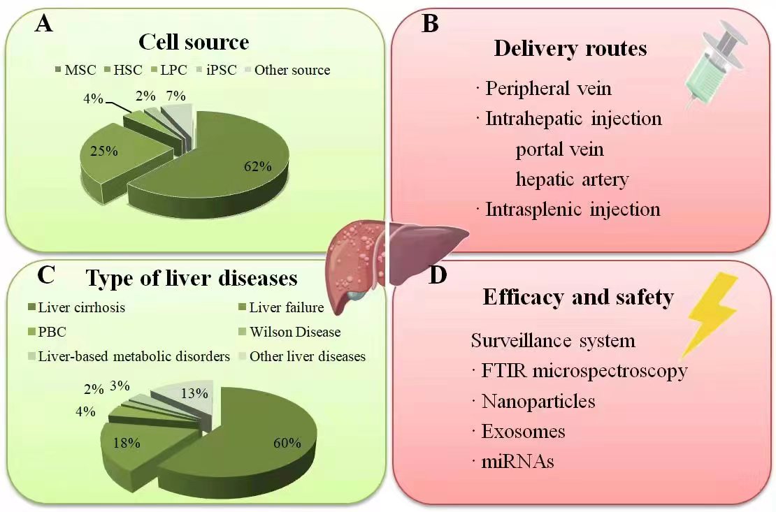 圖2：干細胞治療肝病臨床研究現(xiàn)狀總結。