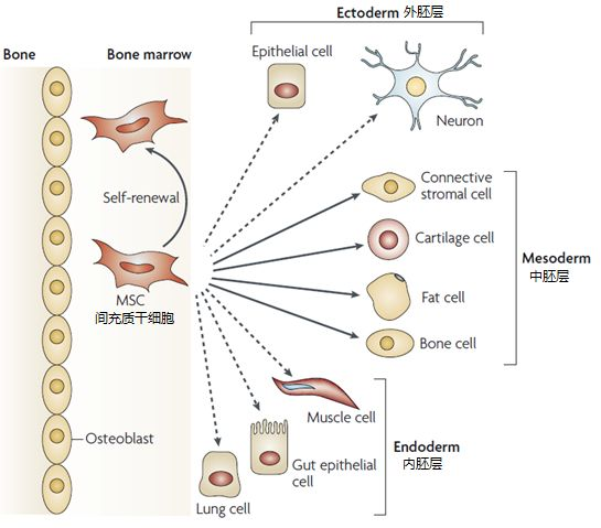 △間充質(zhì)干細(xì)胞的各類分化示意圖
