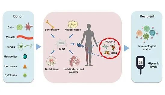 △MSCs介導(dǎo)的免疫調(diào)節(jié)，給2型糖尿病患者治療帶來希望