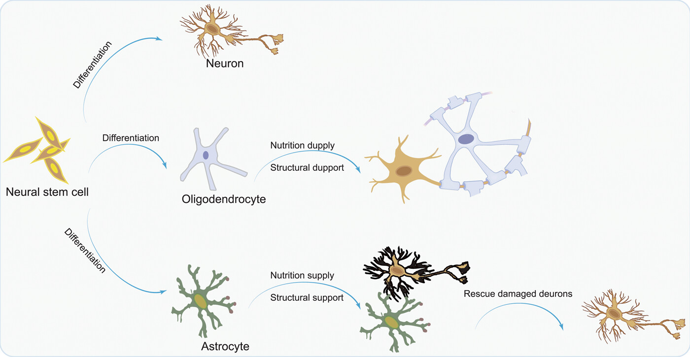 圖1：NSC分化為神經(jīng)元，以補充大腦中因疾病而損失的神經(jīng)元；少突膠質(zhì)細胞