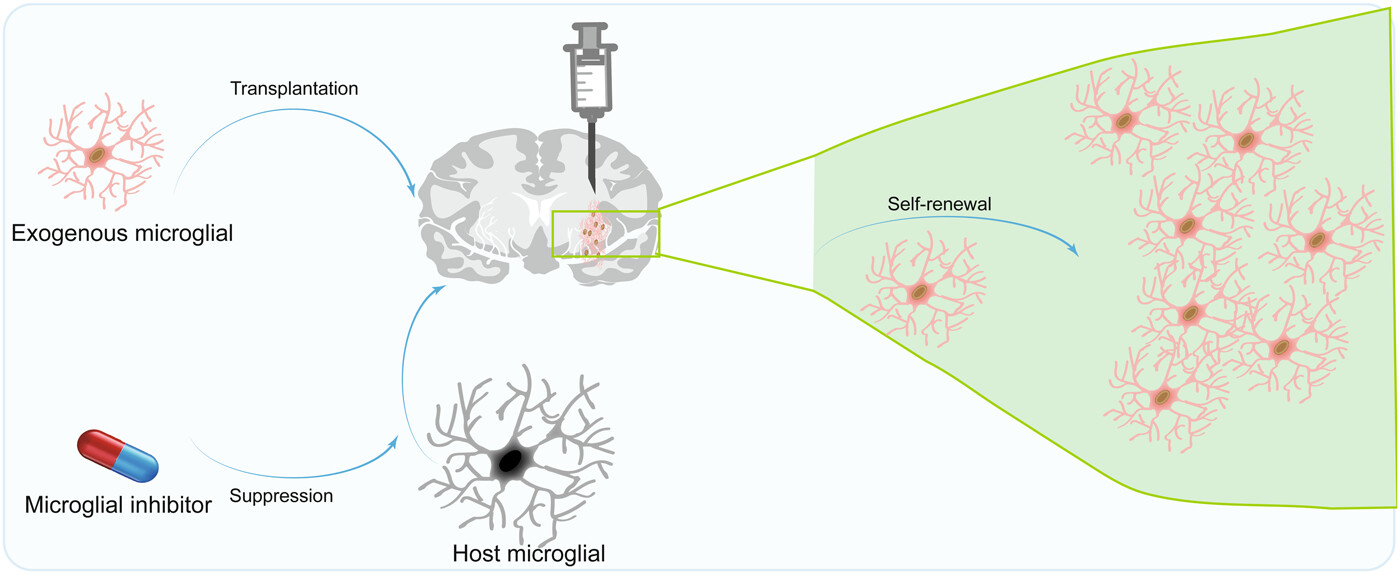 圖4：移植小膠質(zhì)細胞治療神經(jīng)系統(tǒng)疾病的機制