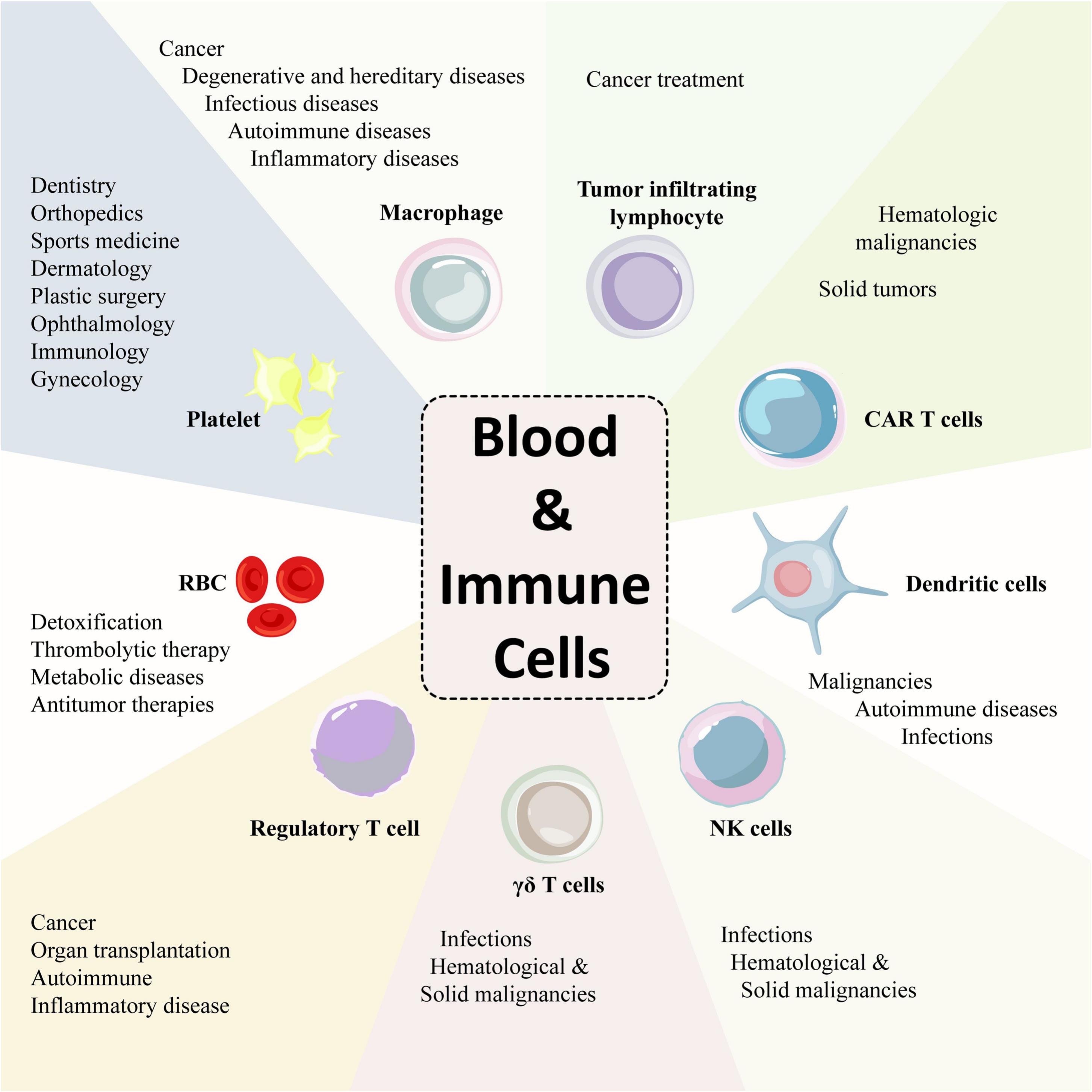 圖6：各種成熟的血液和免疫細胞及其治療潛力。