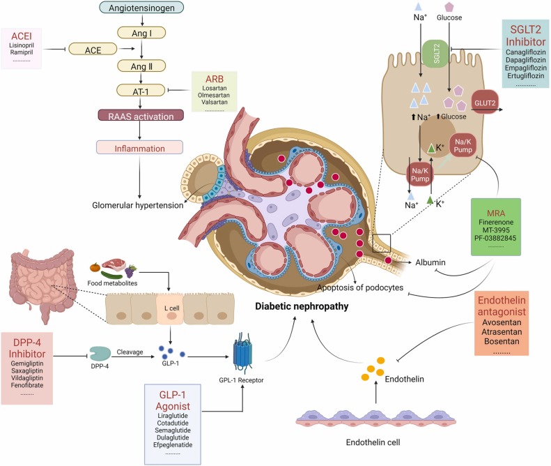 圖3：糖尿病腎病代表性藥物治療的基本機(jī)制。
