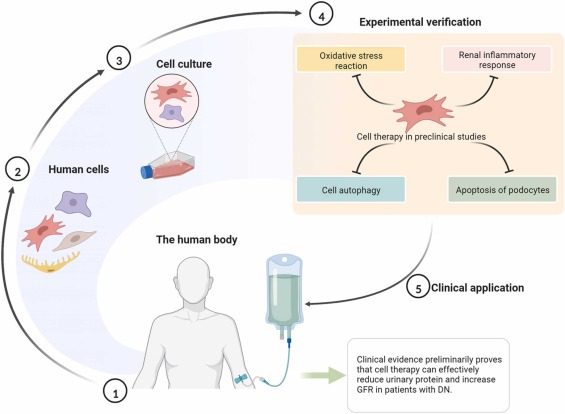 圖4 .糖尿病腎病的細(xì)胞療法