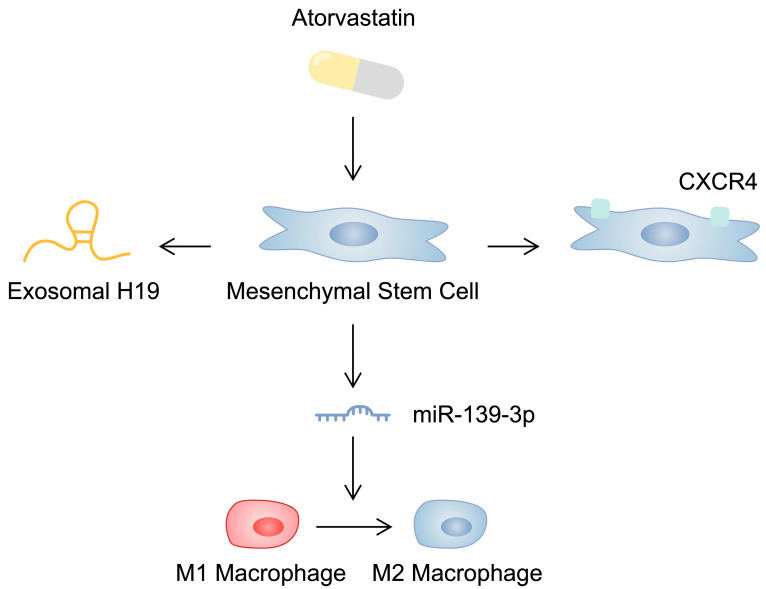圖2：示意圖顯示阿托伐他汀對間充質(zhì)干細(xì)胞的影響，這可能會影響其心臟保護能力。