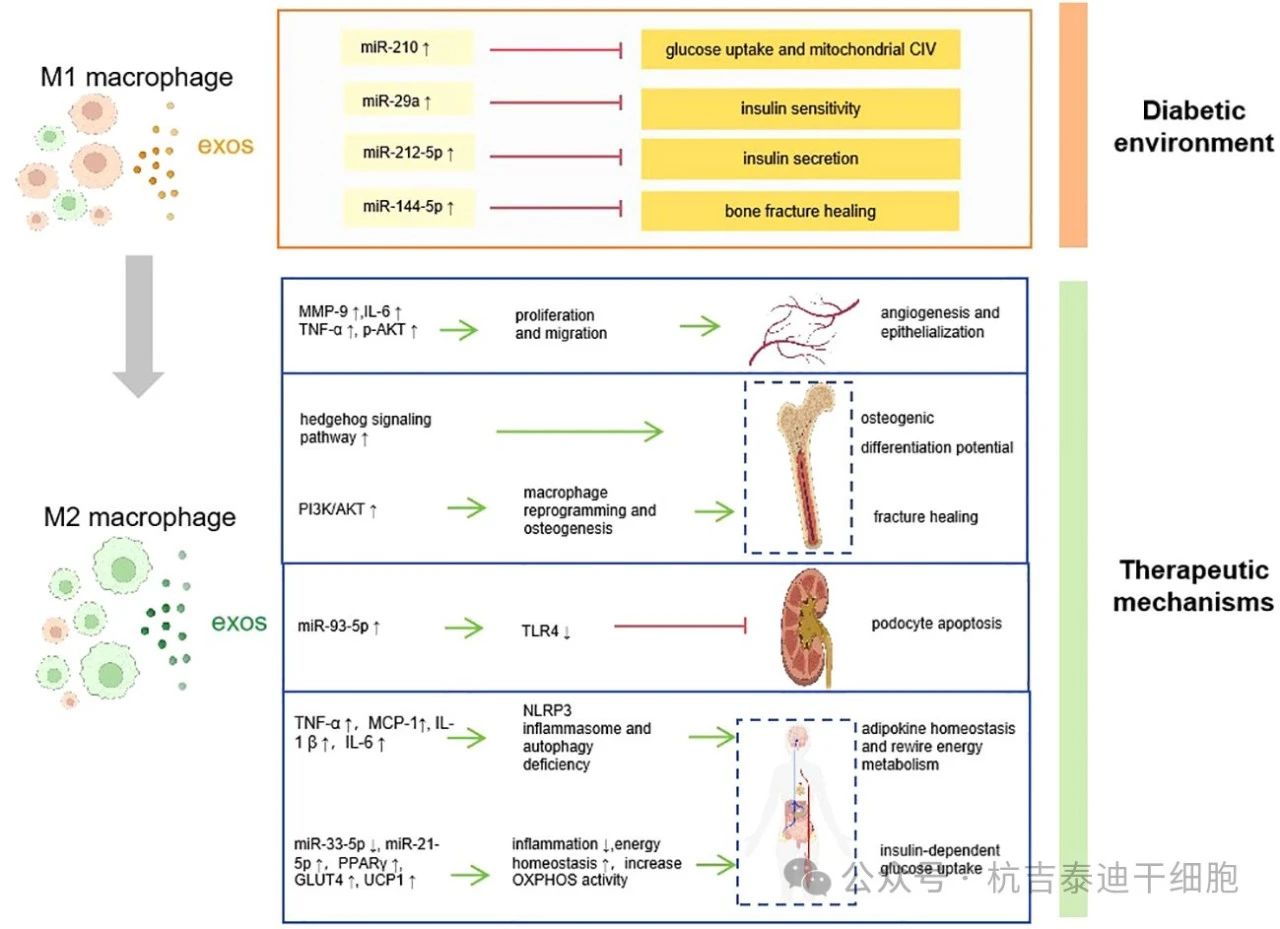 圖1：巨噬細(xì)胞衍生的外泌體如何促進(jìn)糖尿病的發(fā)病機(jī)制、并發(fā)癥和治療。