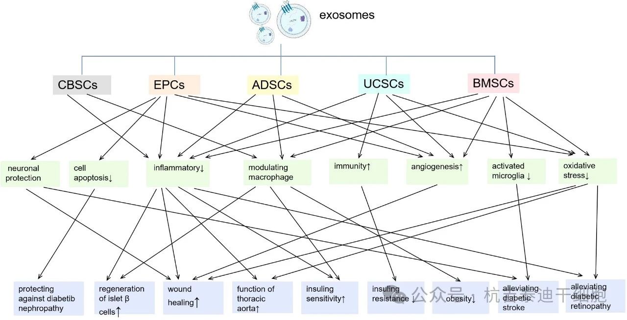 圖2：來(lái)自不同種類干細(xì)胞的外泌體及其對(duì)糖尿病炎癥/免疫調(diào)節(jié)作用的主要機(jī)制。