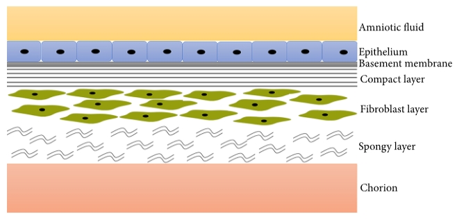圖1：羊膜示意圖。羊膜由五個組織學層組成，即上皮單層、基底膜、致密層、成纖維細胞層和中間層或海綿層。