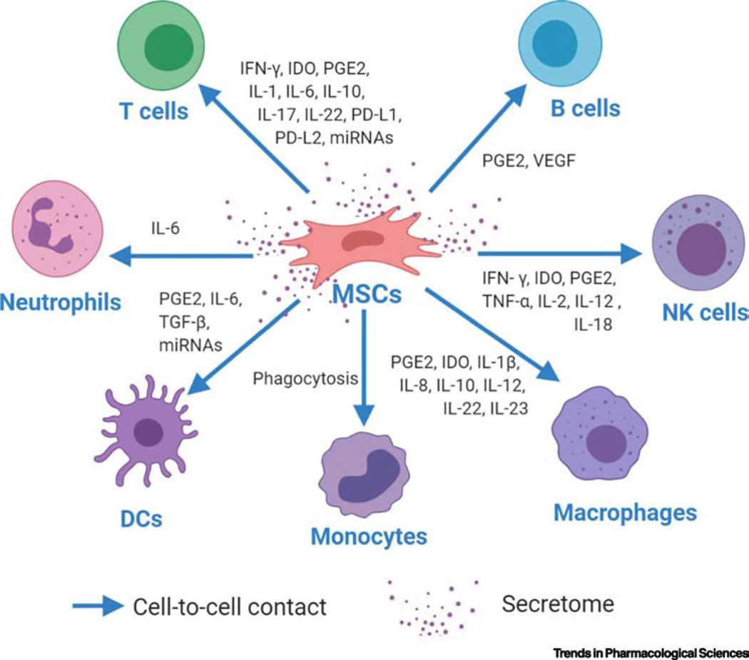 圖1：MSCs與免疫細(xì)胞之間多方面的免疫調(diào)節(jié)相互作用