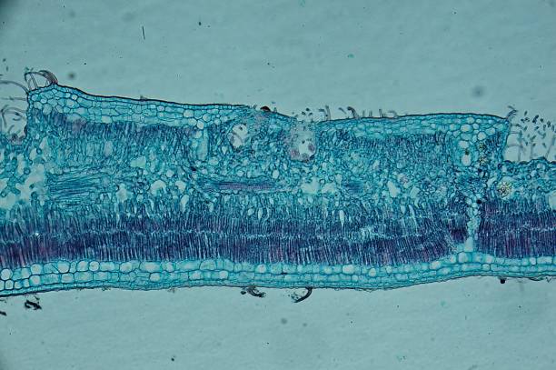 再生醫(yī)學(xué)-要素、用途和益處