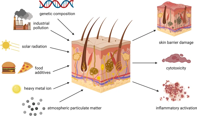 圖1：外部因素對皮膚的影響。