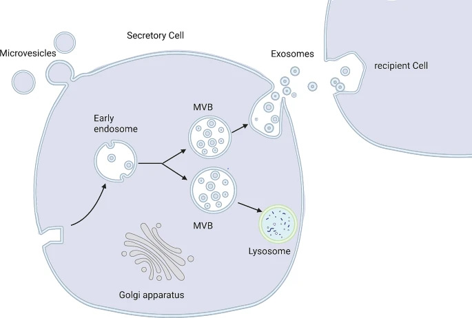 圖4：外泌體的形成與分泌。