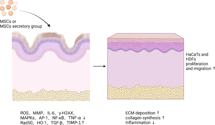 圖7：間充質(zhì)干細胞促進皮膚年輕化的機制