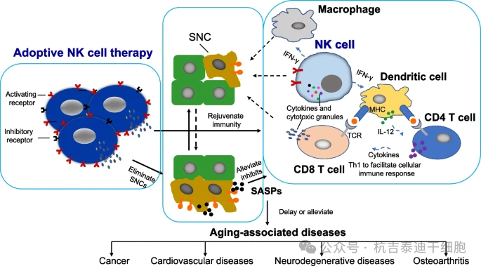 圖1：示意圖概述了過繼性NK細胞療法在長壽治療中的潛力