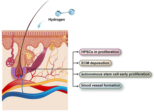 圖2：氫氣治療下的毛囊示意圖。