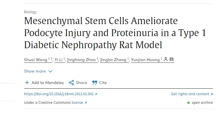 間充質(zhì)干細(xì)胞改善1型糖尿病腎病大鼠模型中的足細(xì)胞損傷和蛋白尿