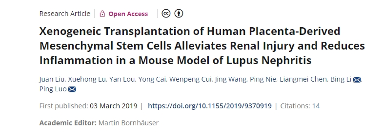 人類胎盤來源的間充質(zhì)干細(xì)胞異種移植可減輕狼瘡性腎炎小鼠模型的腎臟損傷并減少炎癥