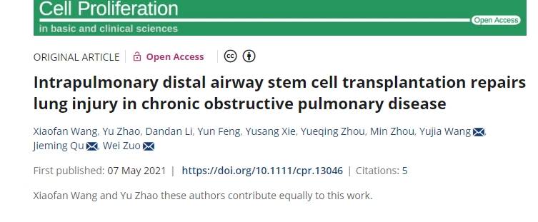 肺內(nèi)遠端氣道干細胞移植修復(fù)慢性阻塞性肺病肺損傷