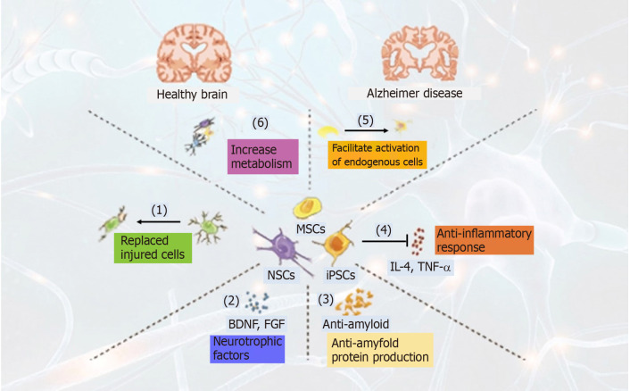 干細(xì)胞治療阿爾茨海默病的作用機(jī)制（圖1）