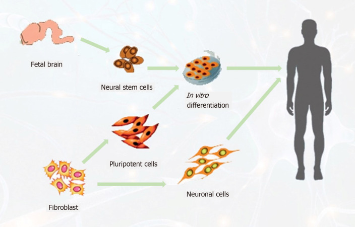 圖3：針對(duì)中風(fēng)患者的神經(jīng)干細(xì)胞可能來(lái)源示意圖。