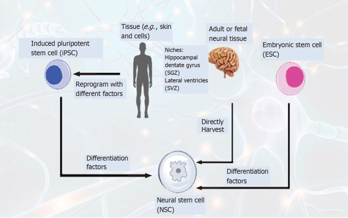 圖4：通過(guò)不同方法生成神經(jīng)干細(xì)胞以治療神經(jīng)退行性疾病的示意圖。