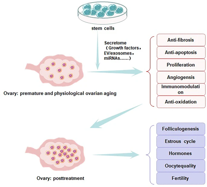 圖2：干細(xì)胞改善卵巢功能的圖示