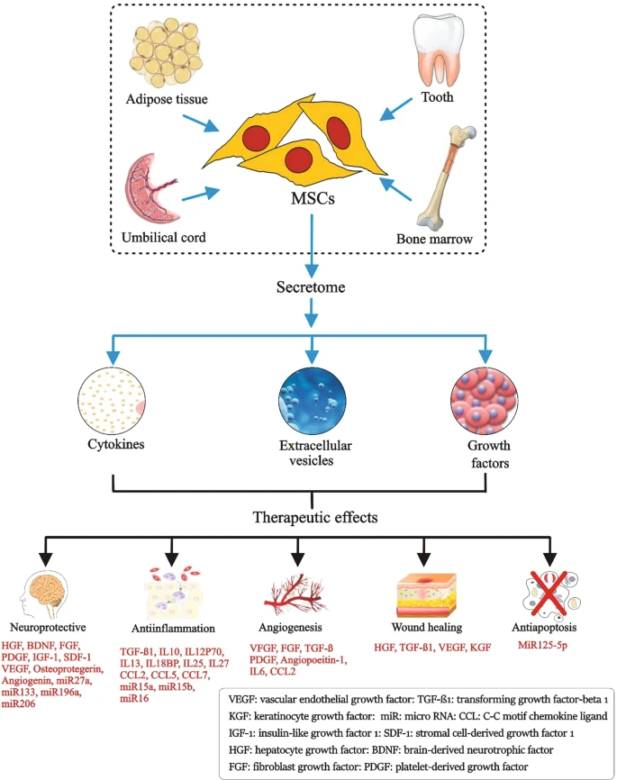圖1：間充質(zhì)干細(xì)胞的來源、分泌組組成和治療益處。