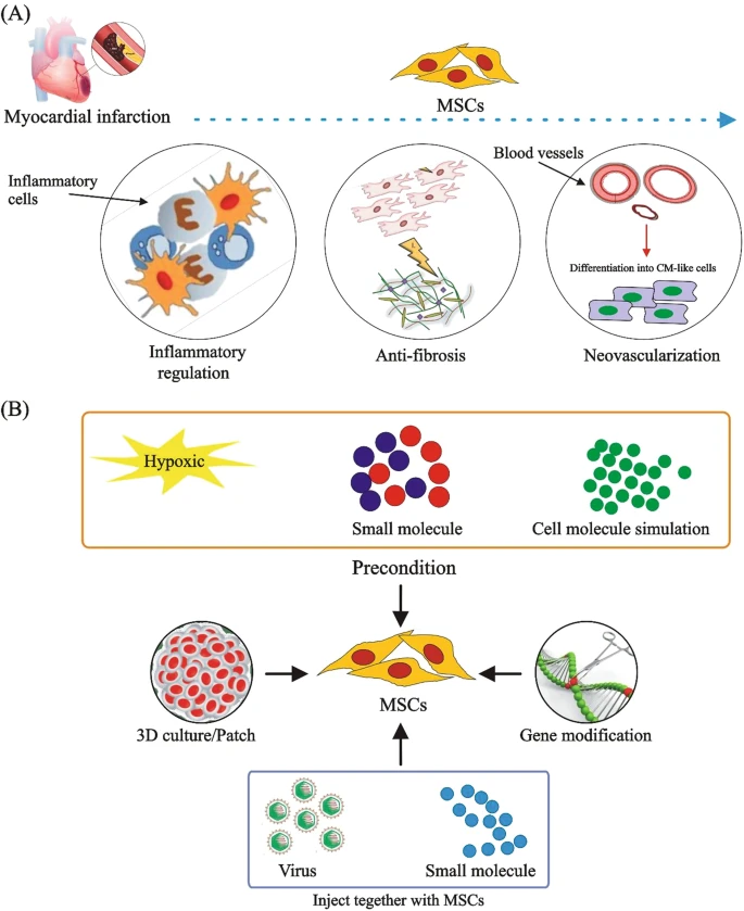 (A) MSCs通過調(diào)節(jié)炎癥、預(yù)防纖維化、促進(jìn)新血管形成和分化為心肌樣細(xì)胞來治療CVD。

(B) 改善MSCs在CVD中的治療效果的方法。為了提高M(jìn)SCs的治療效果，已經(jīng)采用了3D培養(yǎng)、含有MSCs的貼片、用缺氧或化學(xué)物質(zhì)進(jìn)行預(yù)處理、基因修飾以及病毒注射與小化合物或shRNA相結(jié)合等技術(shù)。