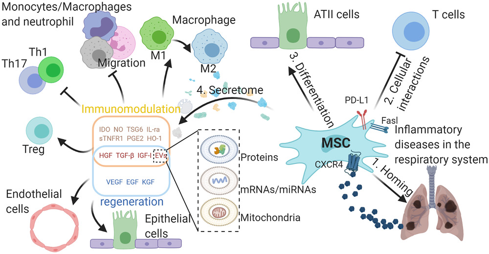 MSCs在呼吸系統(tǒng)典型炎癥疾病中的作用。

外源性MSCs可通過SDF-1-CXCR4軸遷移至受損組織，間充質(zhì)干細胞可通過細胞間相互作用分化為ATII樣細胞并抑制免疫細胞，并分泌多種具有免疫調(diào)節(jié)能力的生物活性分子，促進受損組織再生。與免疫調(diào)節(jié)相關(guān)的分子可使巨噬細胞從M1型轉(zhuǎn)變?yōu)镸2型，抑制巨噬細胞、中性粒細胞和單核細胞的遷移，抑制TH1和TH17細胞的分化，促進Treg細胞的形成。

生長因子可保護肺泡上皮細胞和肺血管內(nèi)皮細胞免受損傷。間充質(zhì)干細胞可通過EVs將蛋白質(zhì)、mRNA/miRNA和線粒體轉(zhuǎn)運到其他細胞，發(fā)揮其在免疫調(diào)節(jié)和再生中的作用，EVs的功能由其內(nèi)容決定。