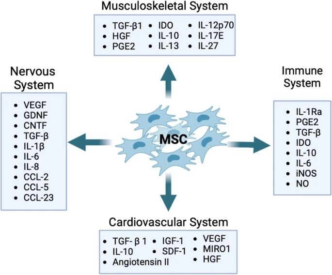 圖3：MSCs在臨床應(yīng)用中治療的關(guān)鍵疾病系統(tǒng)：示意圖顯示了參與肌肉骨骼、神經(jīng)、免疫和心血管系統(tǒng)組織修復(fù)和再生的重要分子參與者